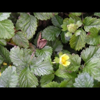 Fraisier des Indes, Duchesnea indica (fam Rosacees) (Asie tropicale) (3)